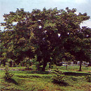 Siris Tree