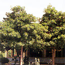 Cannon Ball Tree - Couroupita guianensis Aubl.