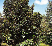 Mangosteen - Garcinia mangostana